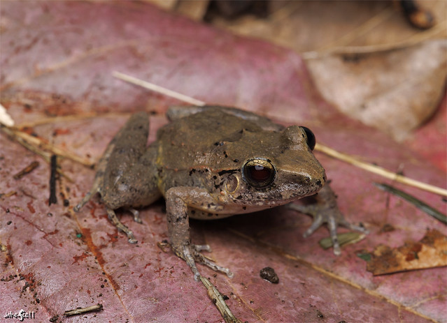 Cuban Streamside Frog (Eleutherodactylus riparius)