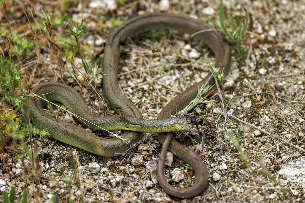 North American racer (Coluber constrictor) L4A0480