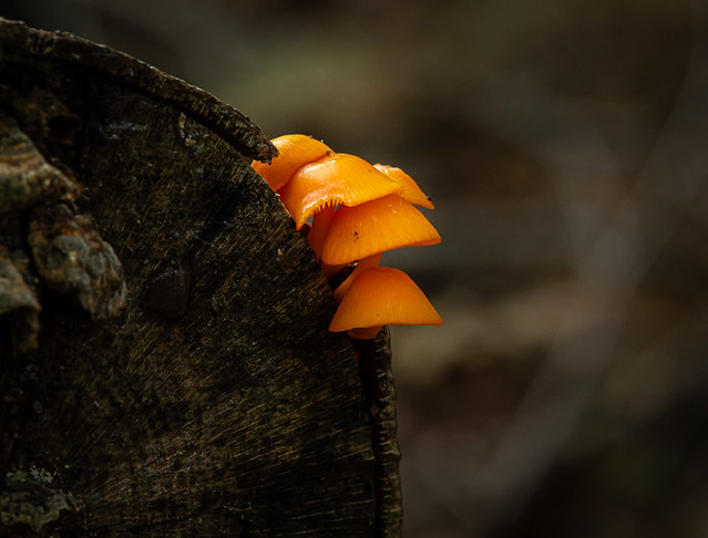 Fungus in the woods