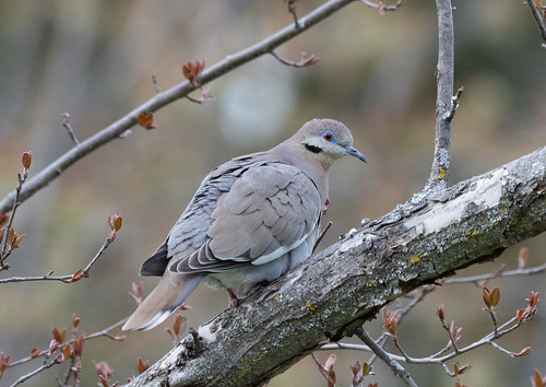 White-winged Dove in Duluth!