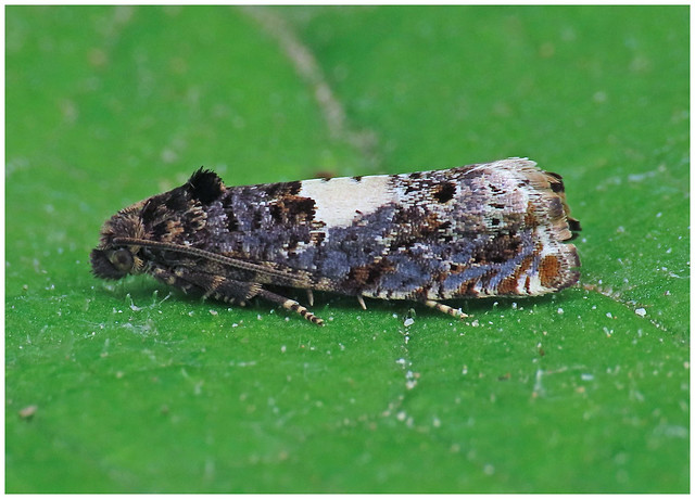 Epiblema species, Longtown, 17 May 22