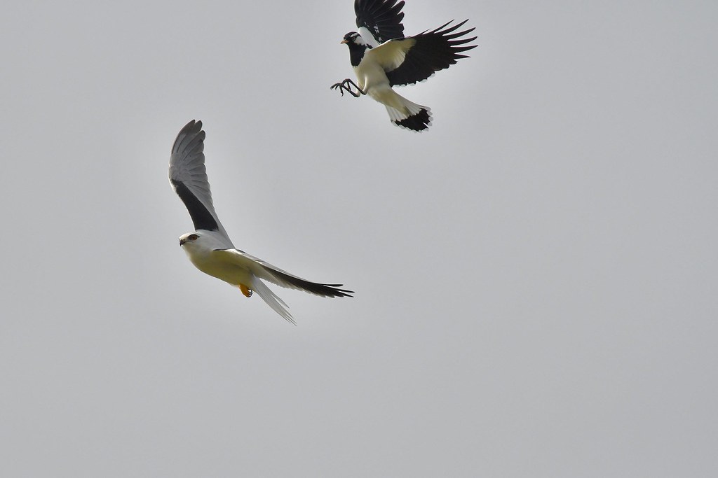 Black-shouldered Kite and Magpie-lark
