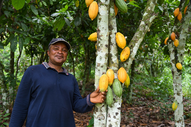 Ghana – COCOBOD project - Increase cocoa yields and increase overall production in Ghana