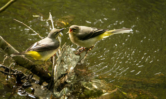 Grey Wagtail chick being fed- Dodder river in Ireland
