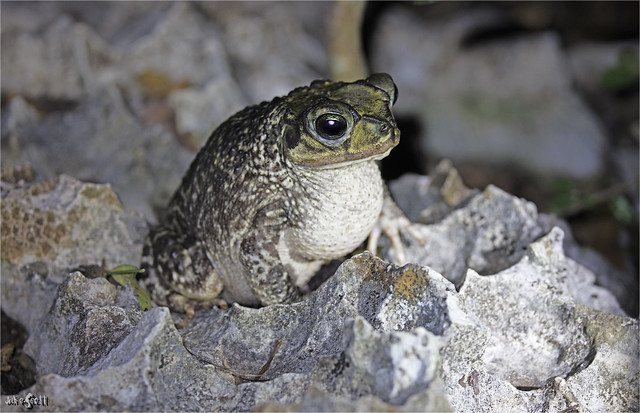 Zapata Toad (Peltophryne florentinoi)