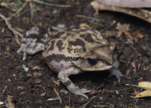 Western Giant Toad (Peltophryne fustiger)