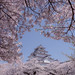 鶴ヶ城　Tsuruga Castle and Cherry blossoms