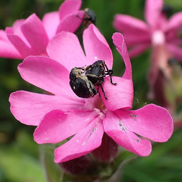 Mating on Pink. Iris Seed Weevil, Mononychus punctum-album, on Silene dioica, Red Catchfly, Klarenbeek, Abcoude, The Netherlands