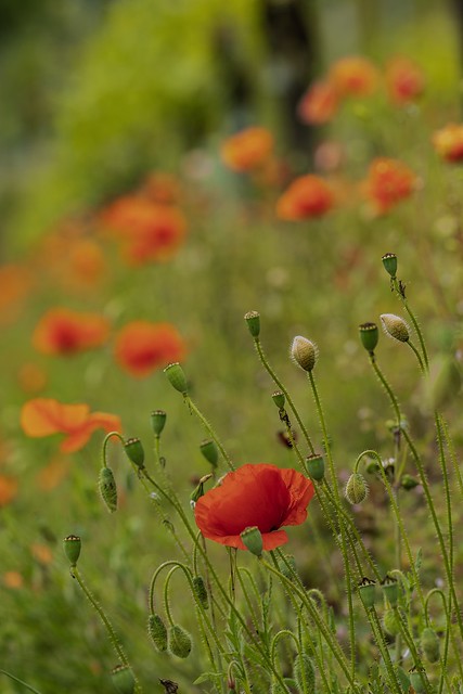 Poppies among the vineyards