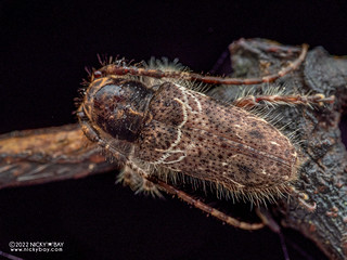 Longhorn beetle (Mispila venosa) - P1013072