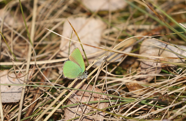 Grøn busksommerfugl (Green Hairstreak / Callophrys rubi)