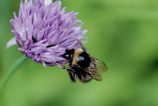 Bee on Chive Flower (3 of 3)