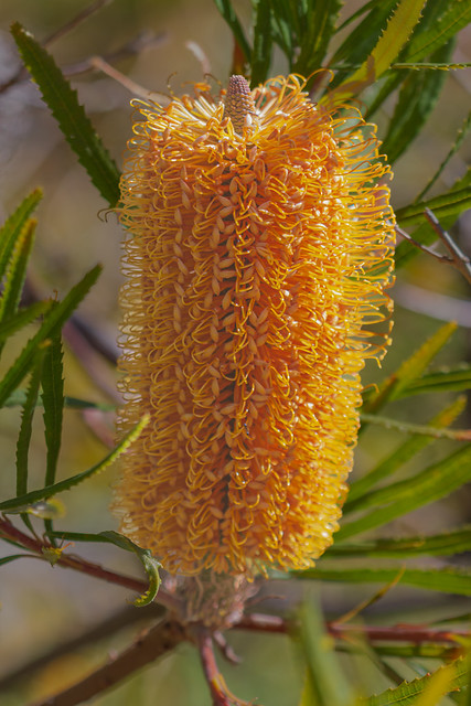Hairpin Banksia/Banksia spinulosa
