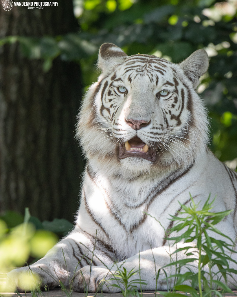White Tigress - Zoo Parc Overloon - The Netherlands