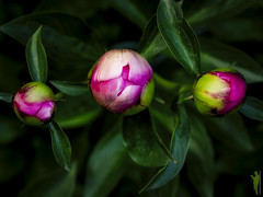 Three peonies before their coming out