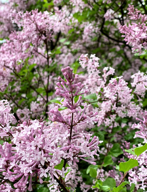 when the Lilacs bloomed