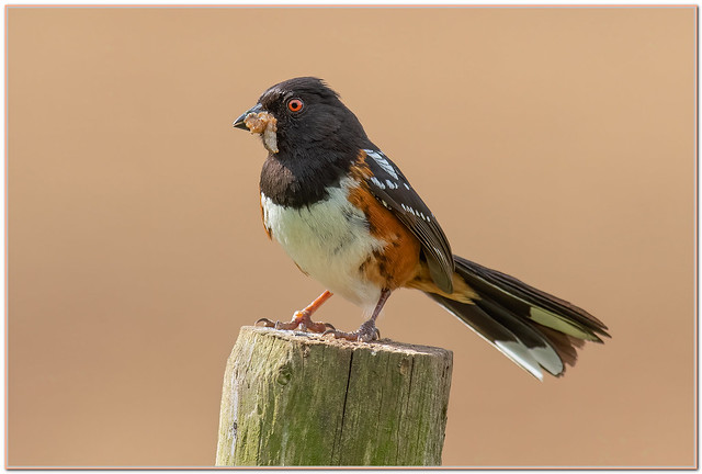 Spotted Towhee with Food for the youngsters.