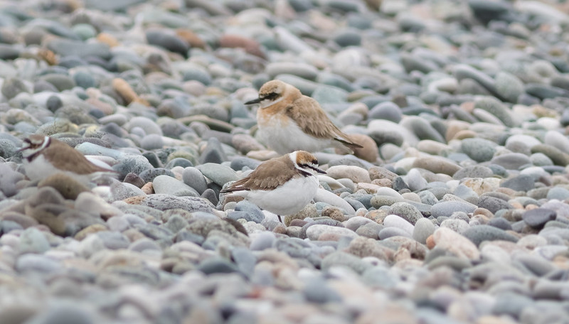 Kentish Plover, Greater Sand Plover, Little Ringed Plover