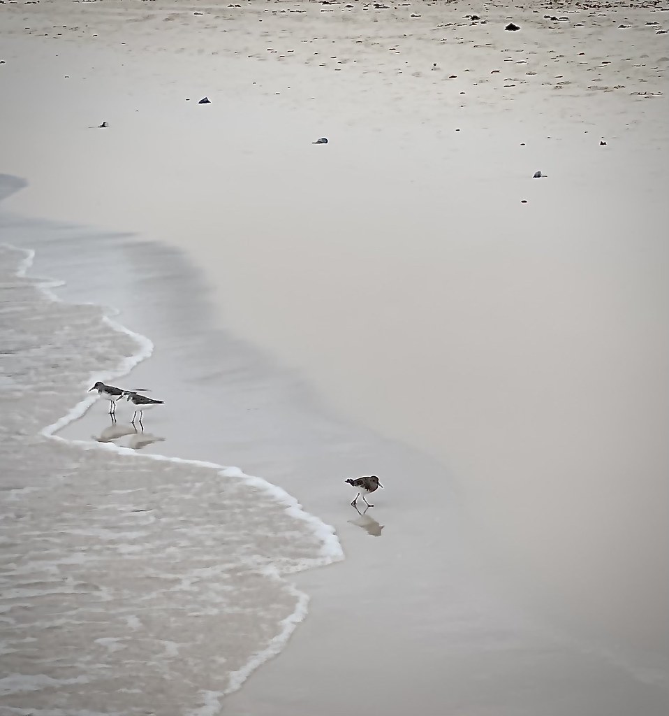 Three birds on the beach.