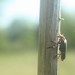 Käfer (unbestimmt) (Coleoptera indet.) (1)
