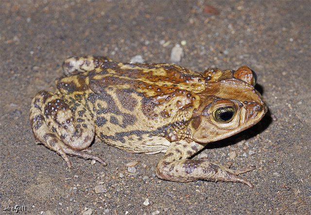 Western Giant Toad (Peltophryne fustiger)