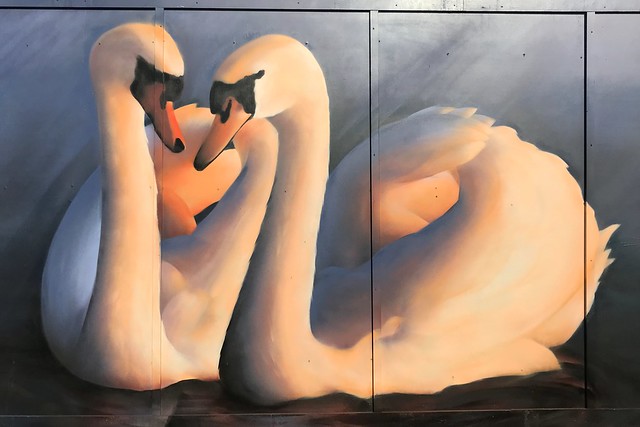 Swans mural on construction site hoarding