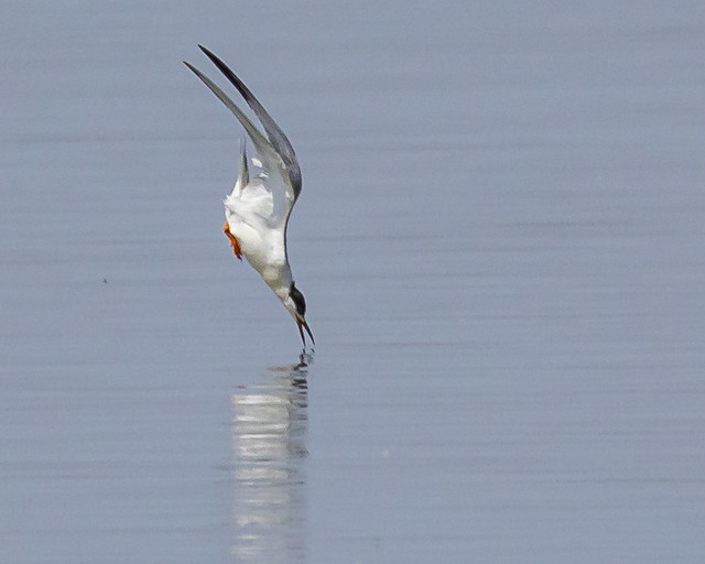 Forster's Tern - Explore