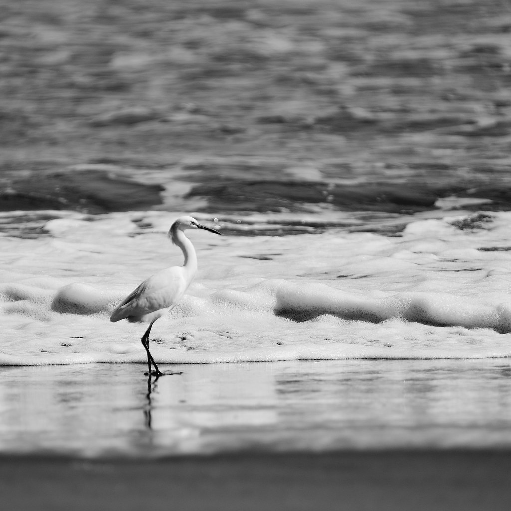 _DSC6361 | Cristian Lemus Borja | Flickr