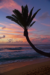 Crooked palm tree at sunset