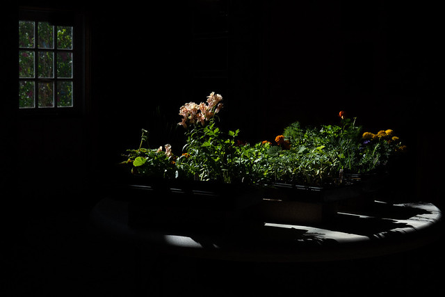 Snapdragons and other Flowers by the Window