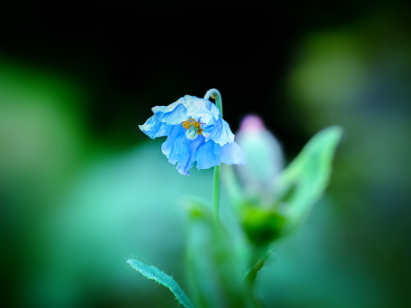 blue poppy
