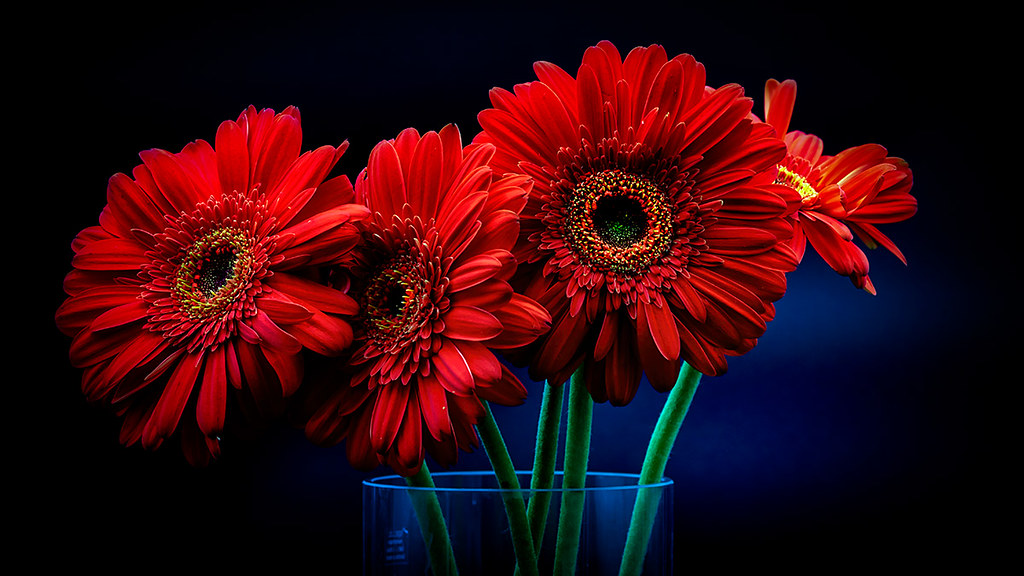 red gerbera daisies