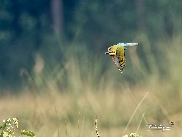 Blue tail Bee-eaters are fast fliers, but not fast enough.  15 May, 2022  Purana Shalla, Gurdaspur, Punjab  OMD EM1X 300f4, 1/2000, f5, ISO 1000