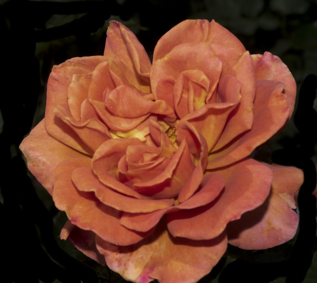 Rose From Balboa Park Rose Garden1915A