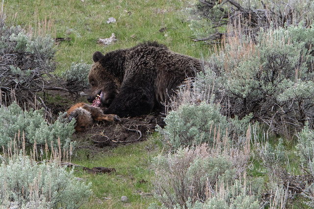 Life and death in Yellowstone