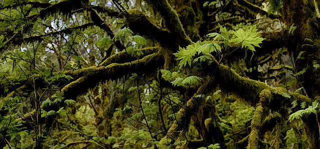 HWY101 Hoh River Rain Forest, Olympic National Park, Washington / New Growth On An Old Tree May 2022