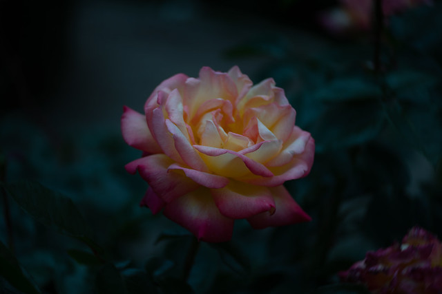 Rose at Jindai Botanical Garden, Chofu, Tokyo