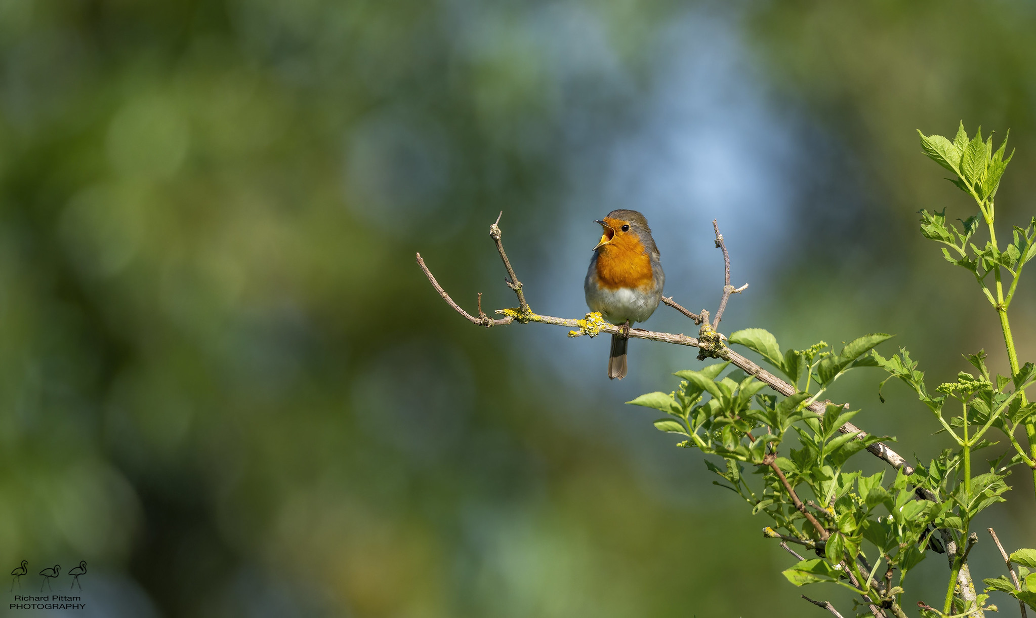 Robin with a lovely Bokeh