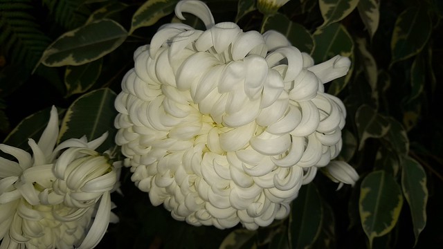 White bloom