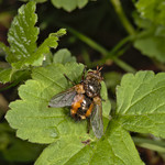 fly (Tachina fera)