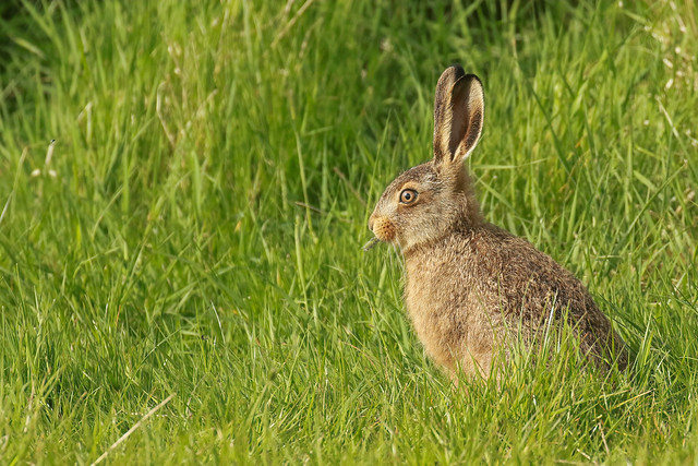 Brown Hare youngster.