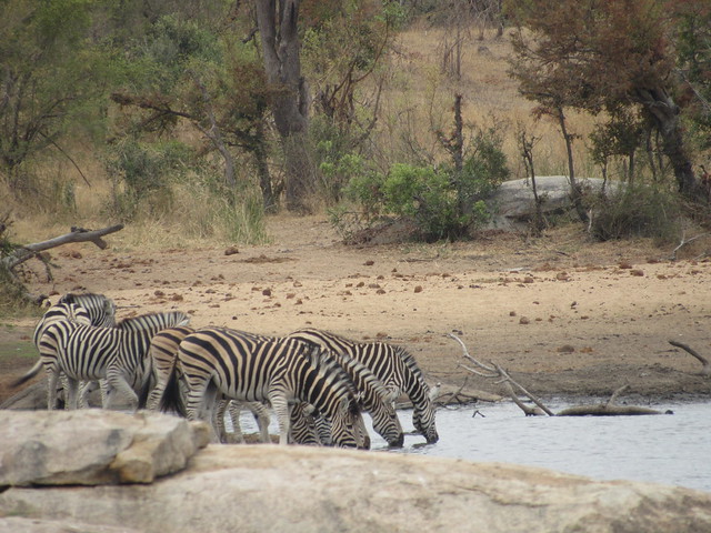 Zebras at the Dam