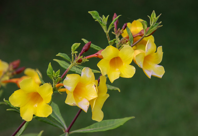 Yellow allamanda flowers (Allamanda cathartica)