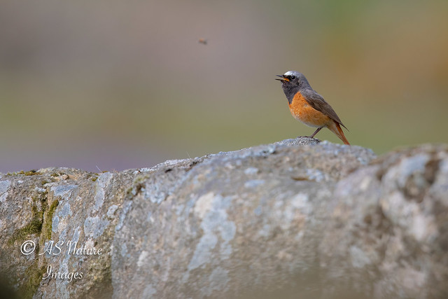 Male Redstart Singing for His Supper !