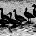 Whistling ducks in silhouette