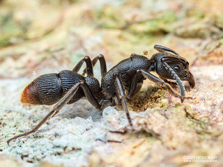 Ant (Pseudoneoponera tridentata) - P1165248