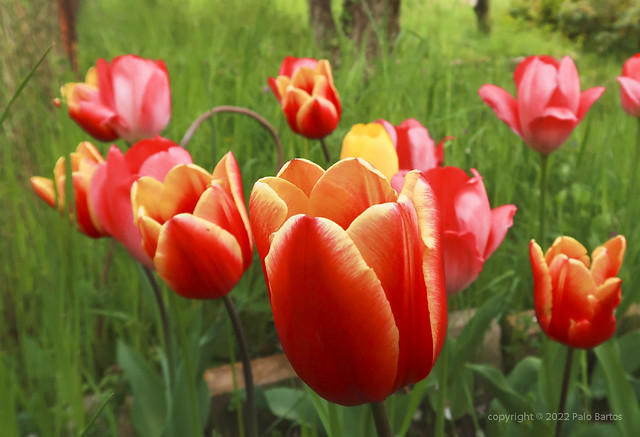 022May 04: Tulip Red Spectrum