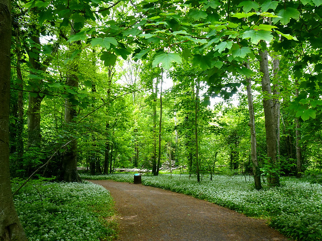 A lovely woodland walk!