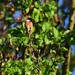 Schwarzkehlchen (europäisches) (Saxicola torquatus subsp. rubicola) (2)