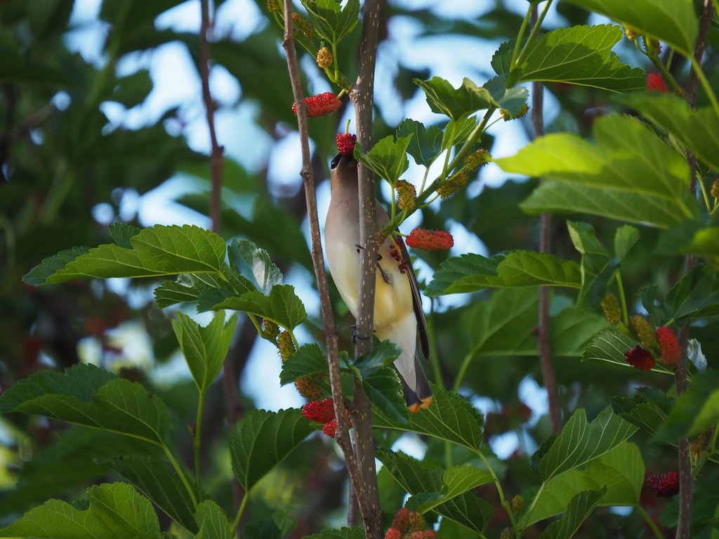 Cedar Waxwing on our Mulberry 5-17-22 | OLYMPUS DIGITAL CAME… | Flickr